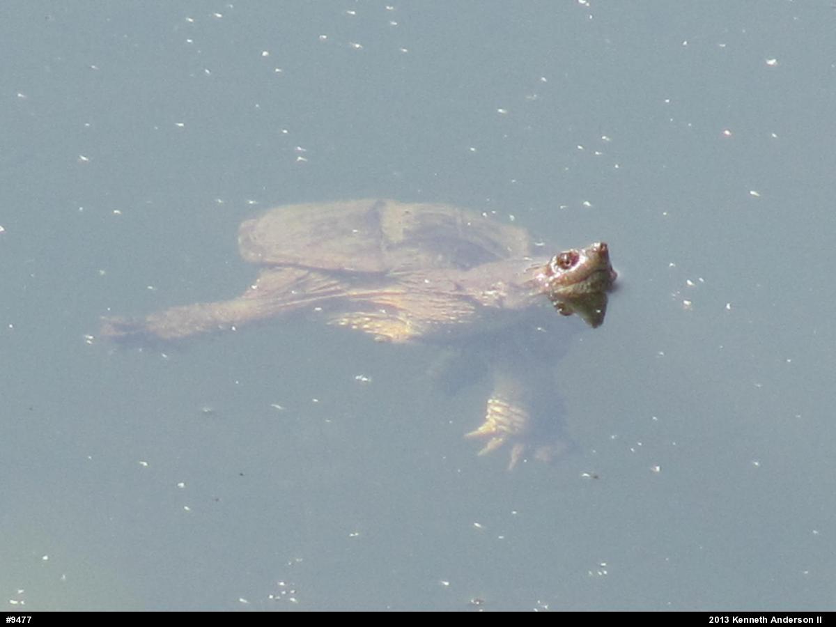 Snapping Turtle