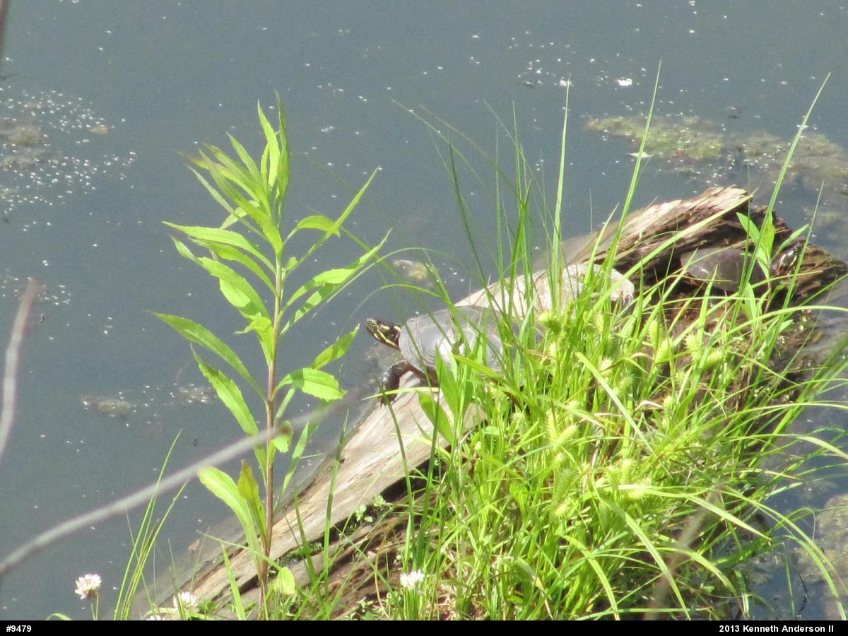 Midland Painted Turtle