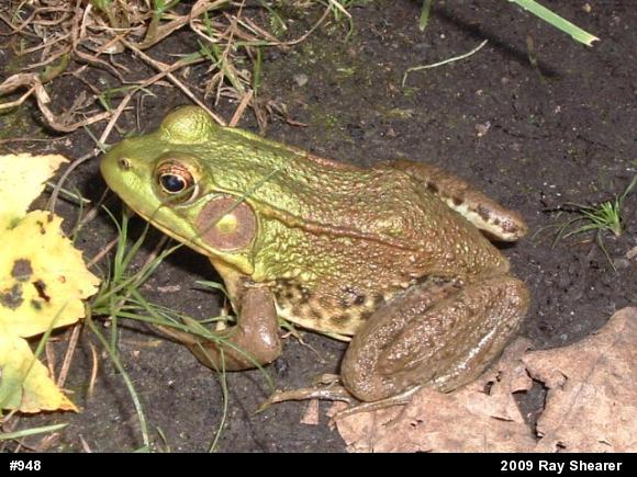 Green Frog