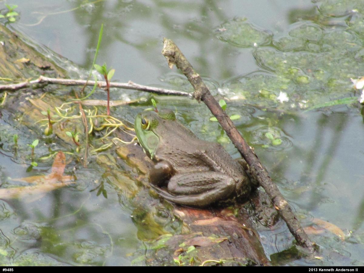 American Bullfrog