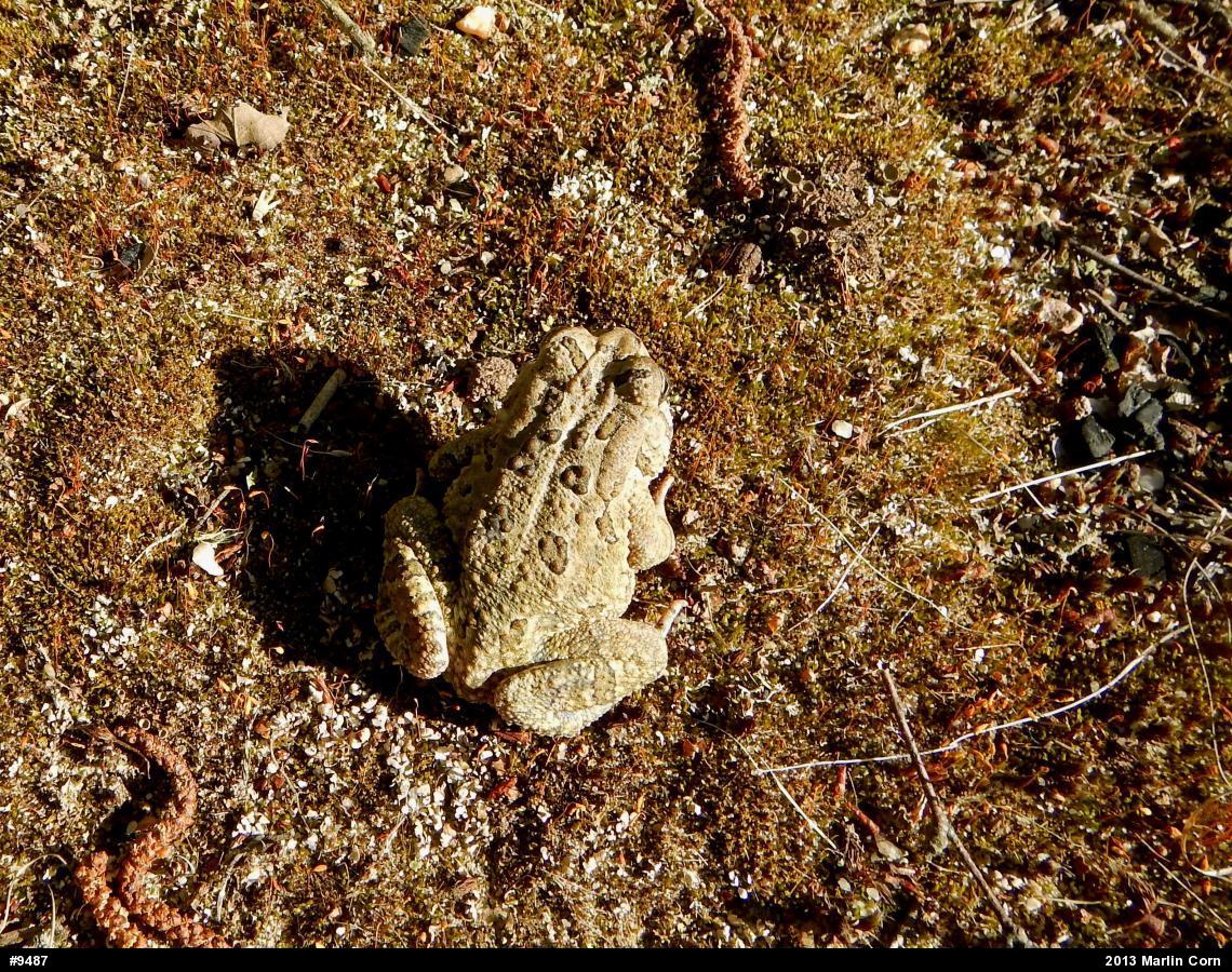 Fowler's Toad