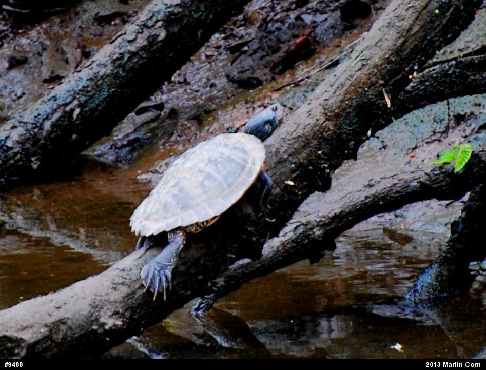 Northern Map Turtle