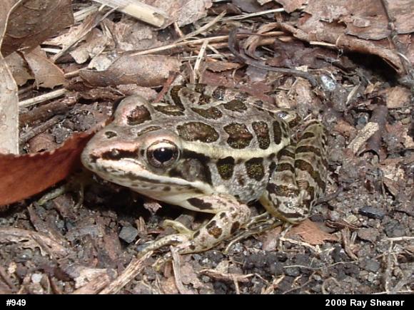 Pickerel Frog