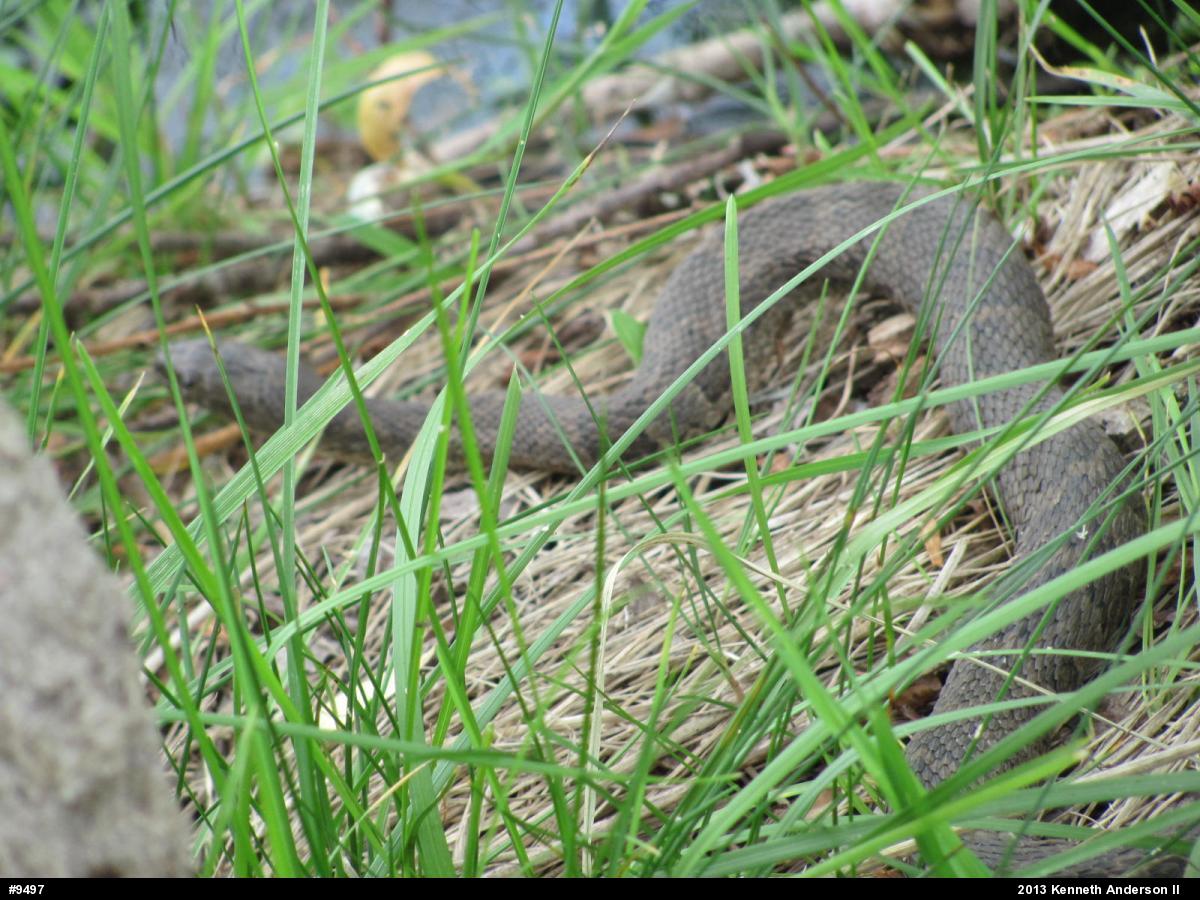 Northern Watersnake