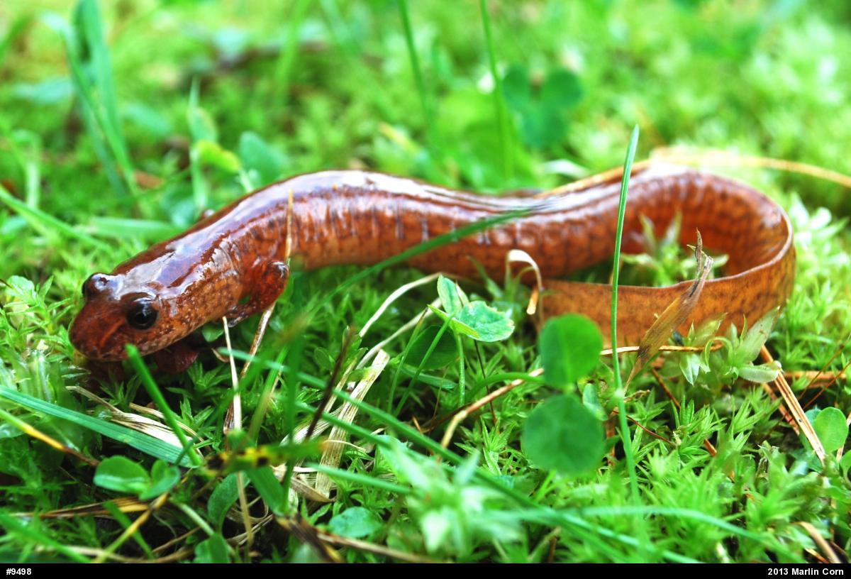 Northern Spring Salamander