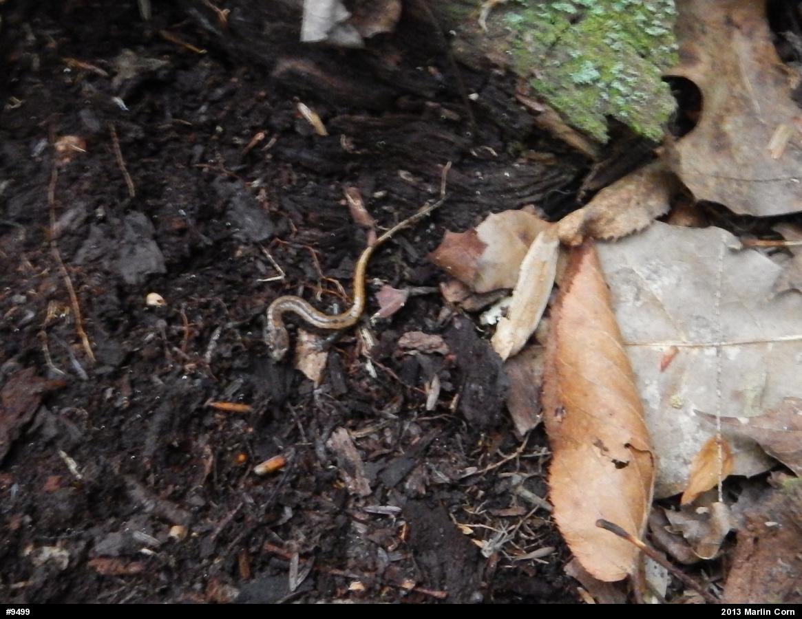 Allegheny Mountain Dusky Salamander