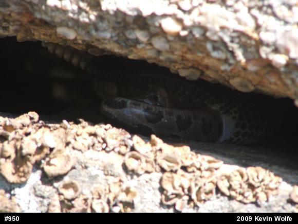 Timber Rattlesnake