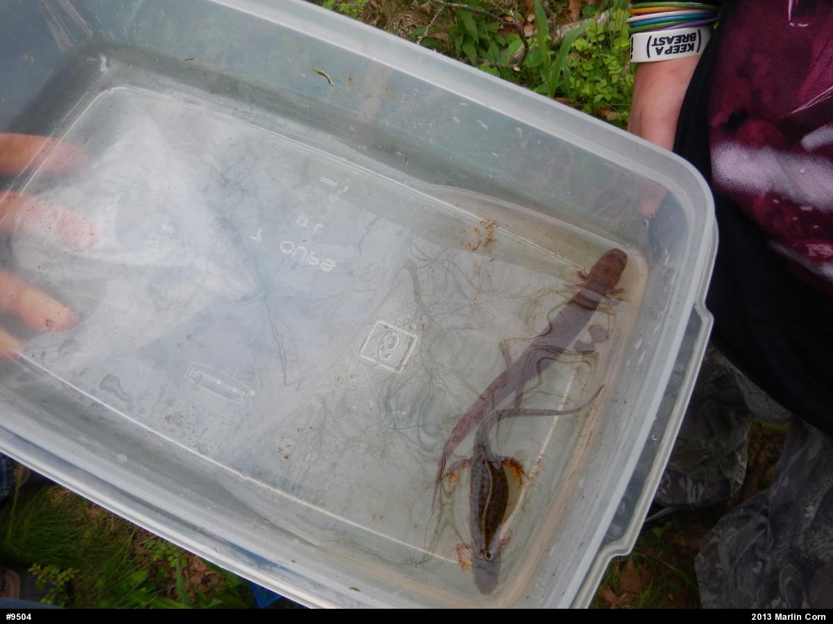 Northern Spring Salamander