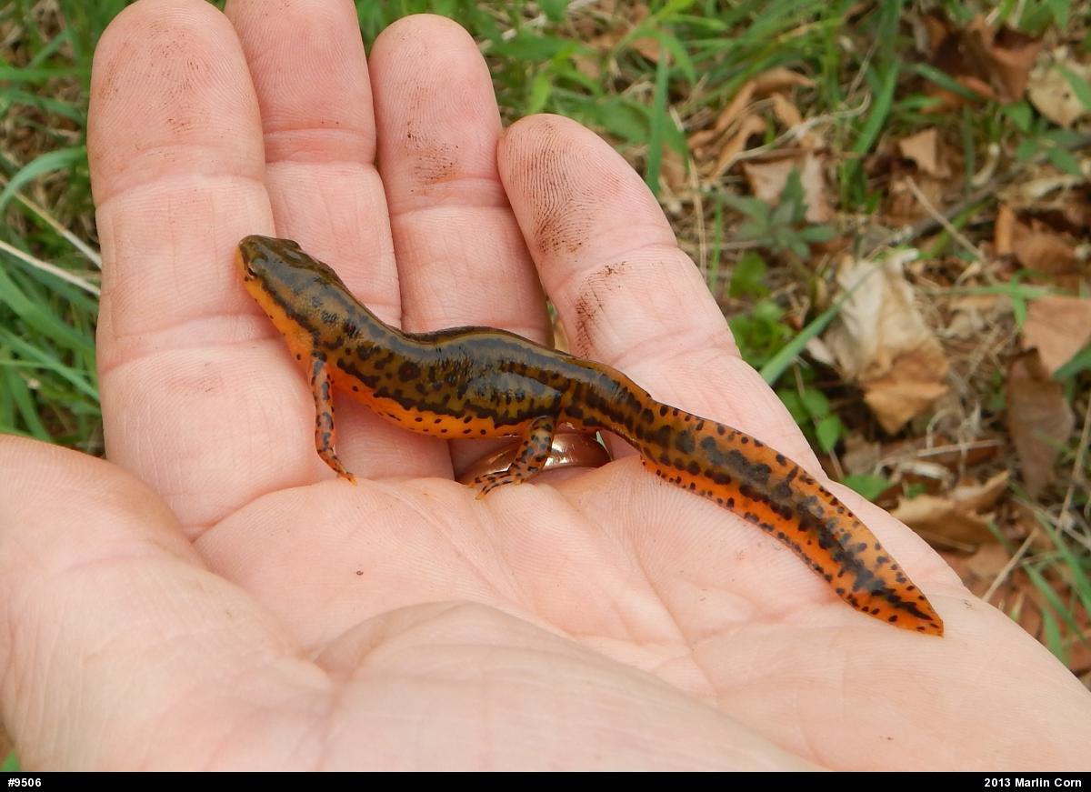 Red-spotted Newt