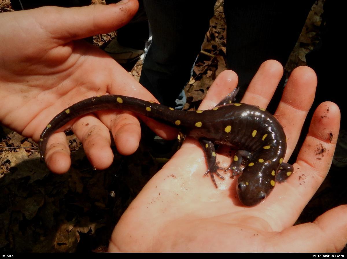 Spotted Salamander