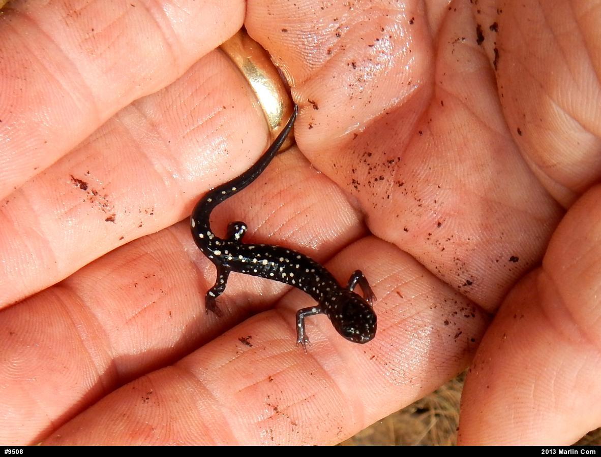 Northern Slimy Salamander