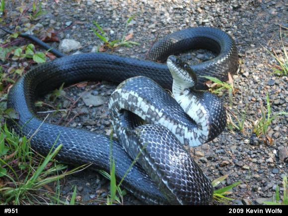 Eastern Ratsnake