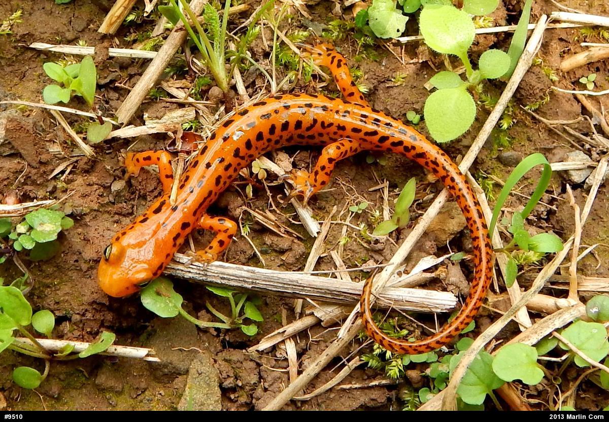 Eastern Long-tailed Salamander