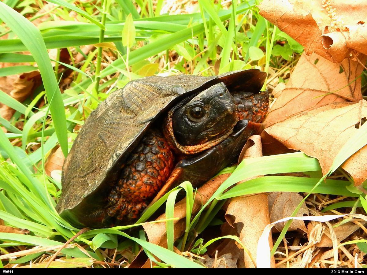 Wood Turtle