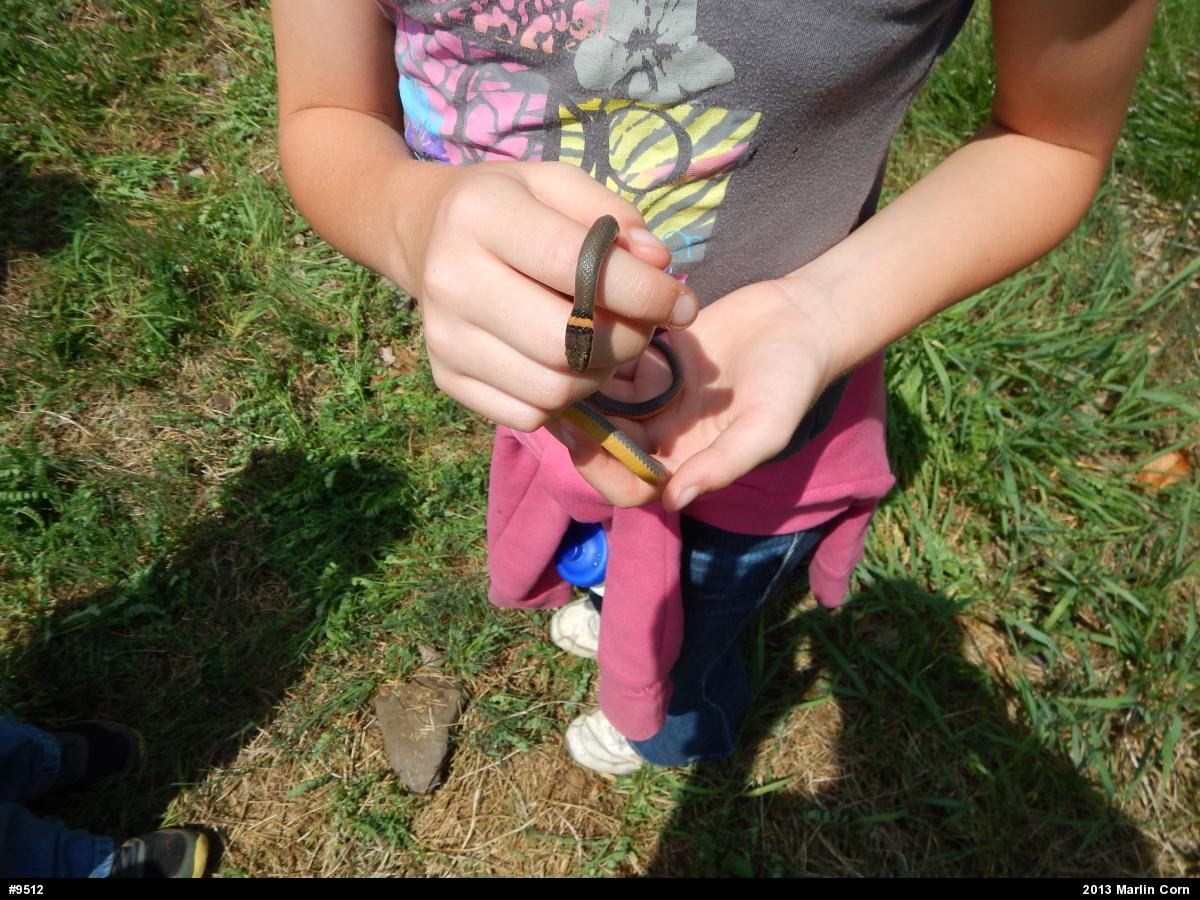 Northern Ring-necked Snake