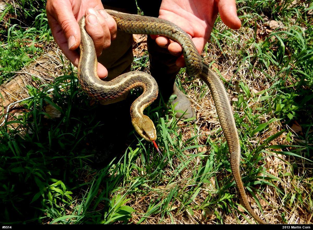 Eastern Gartersnake