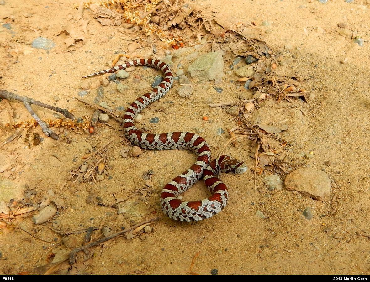 Eastern Milksnake