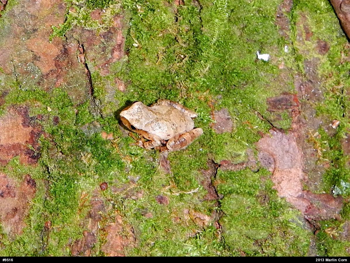Spring Peeper