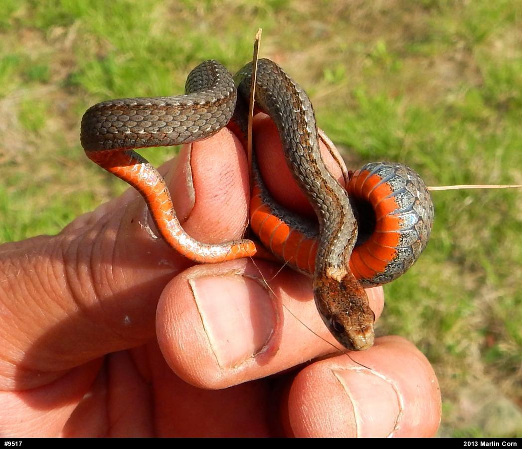 Red-bellied Snake