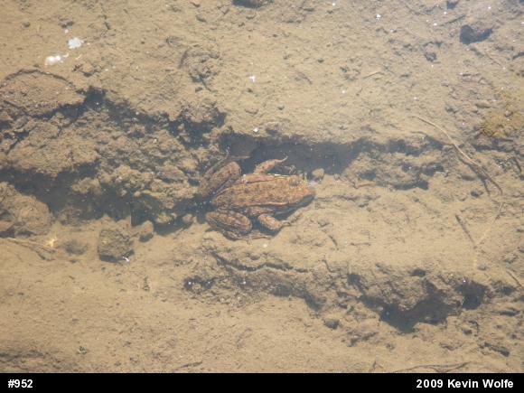 Green Frog