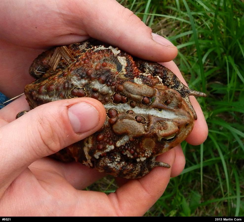 Eastern American Toad