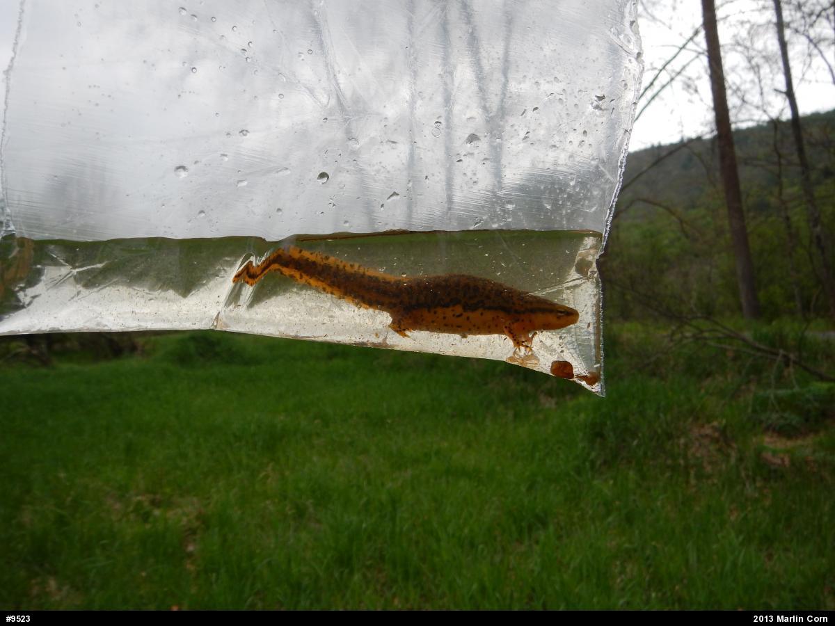 Red-spotted Newt