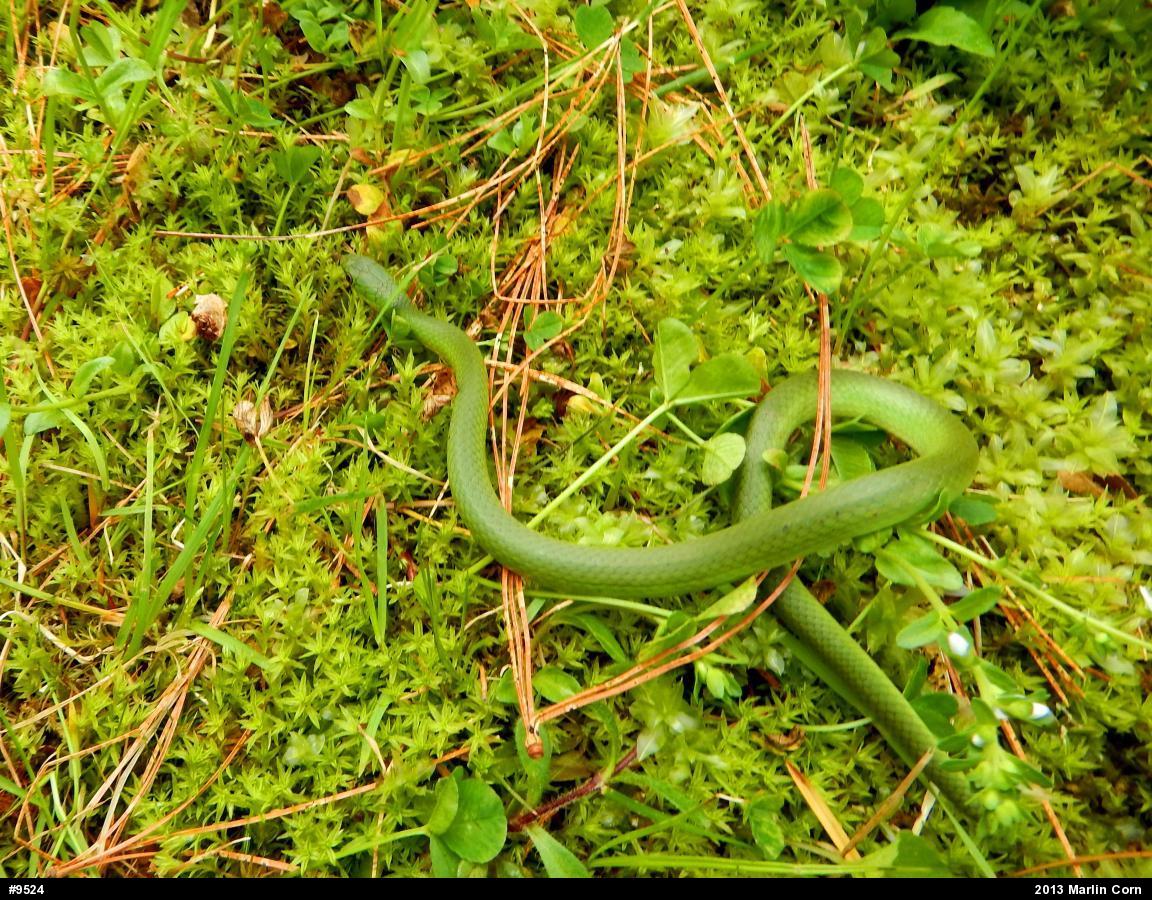 Smooth Greensnake