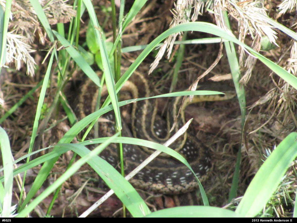 Eastern Gartersnake