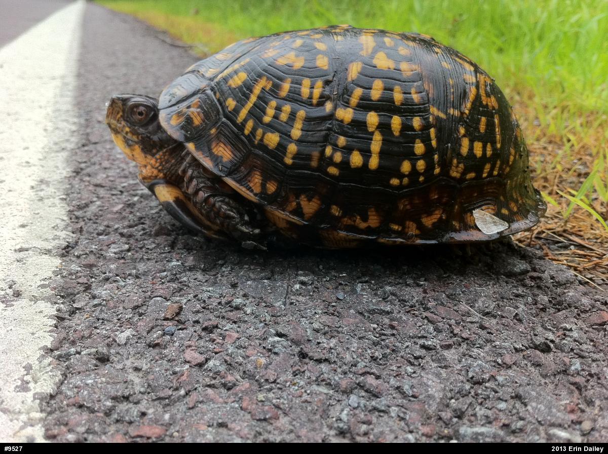Eastern Box Turtle