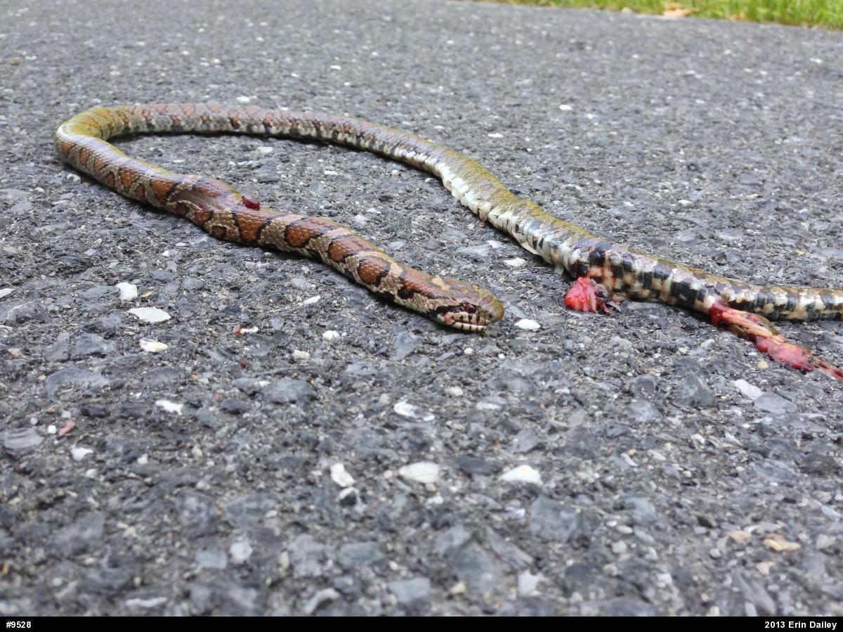 Eastern Milksnake