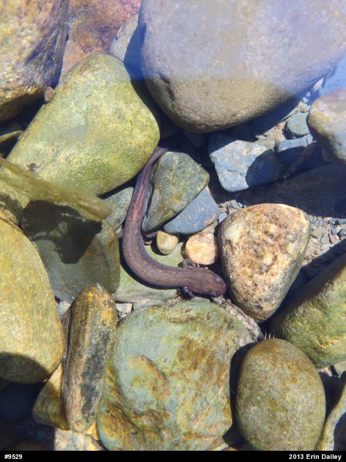 Northern Dusky Salamander