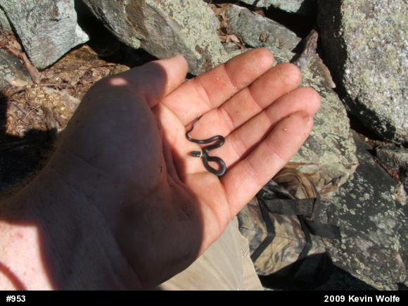 Northern Ring-necked Snake