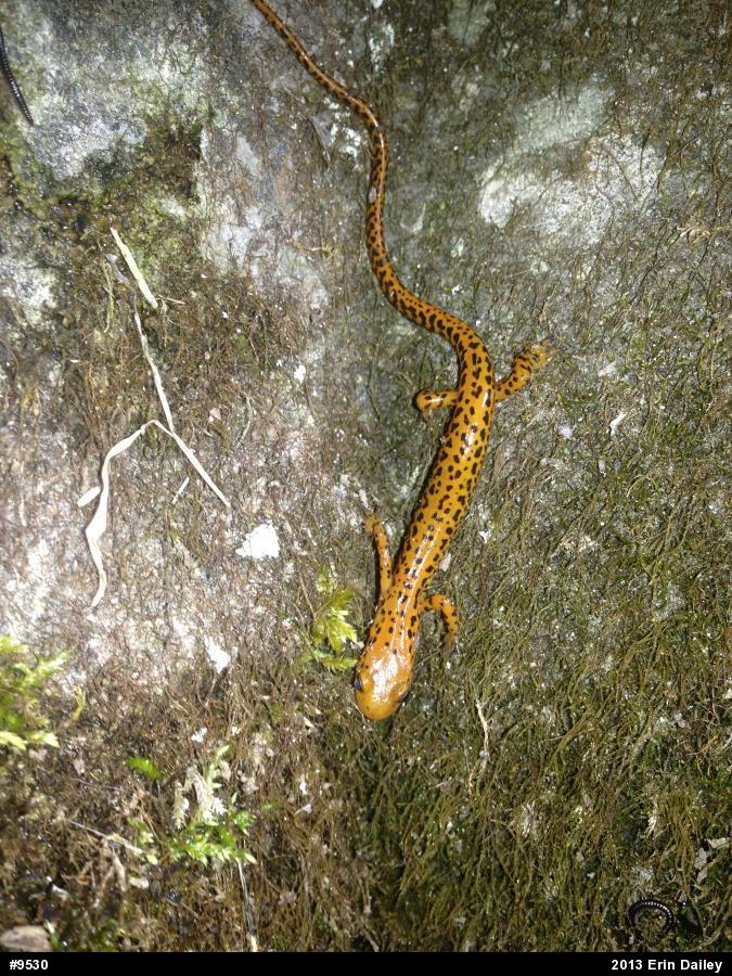 Eastern Long-tailed Salamander