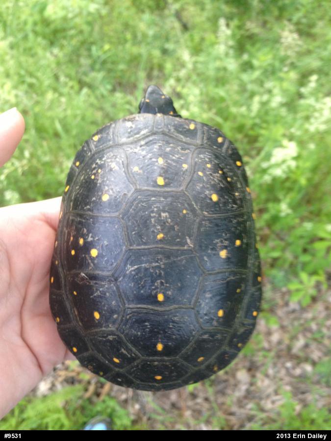 Spotted Turtle