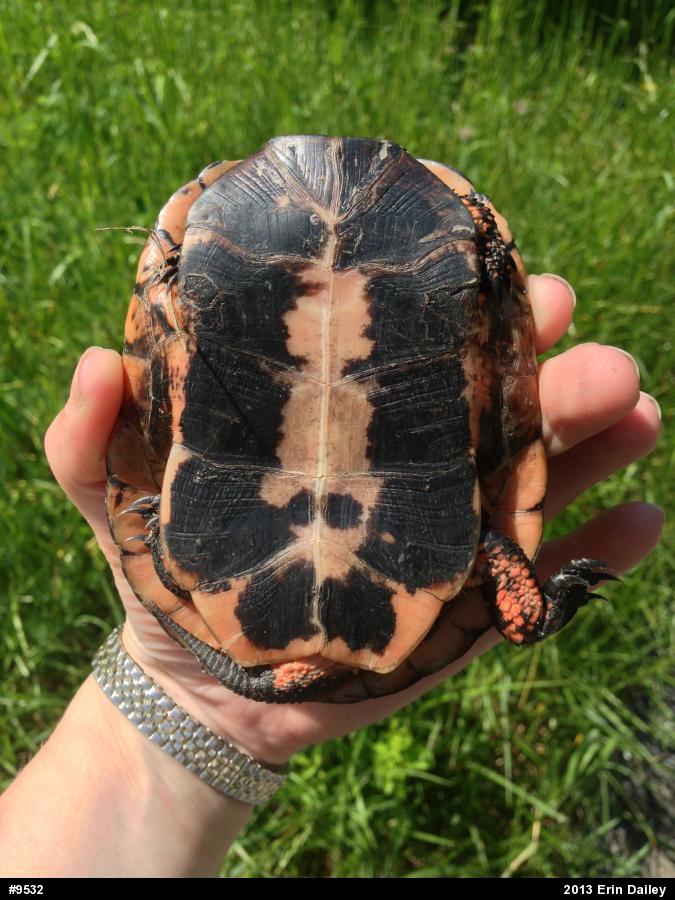 Spotted Turtle