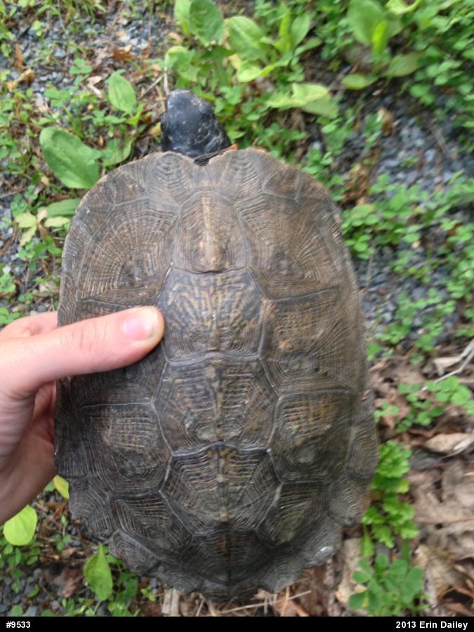 Wood Turtle
