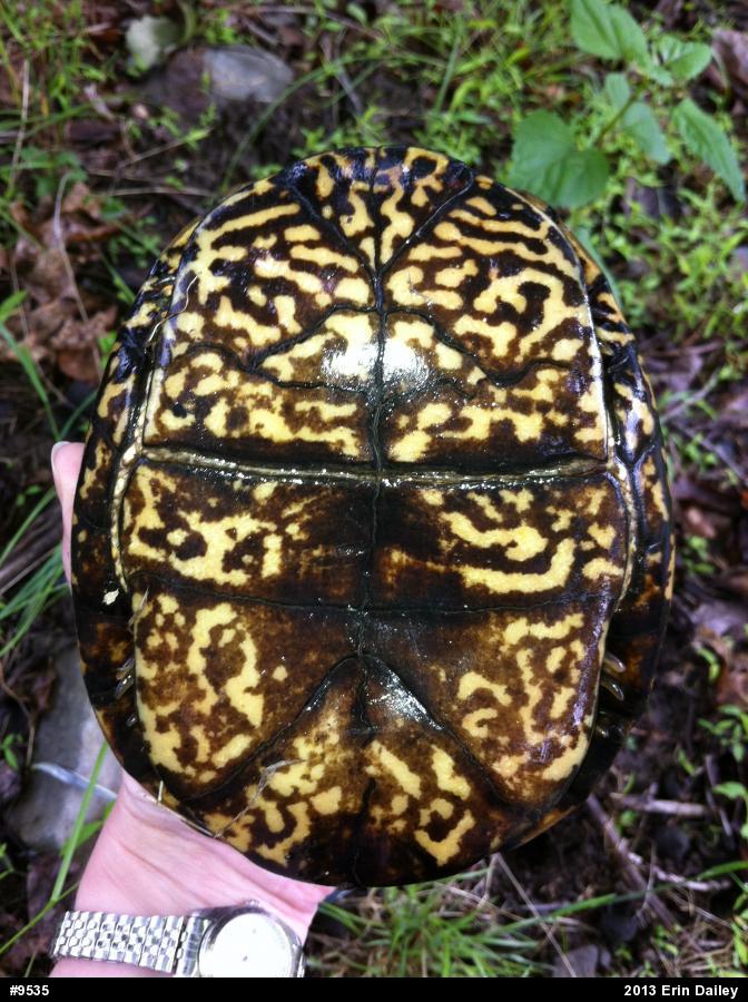 Eastern Box Turtle