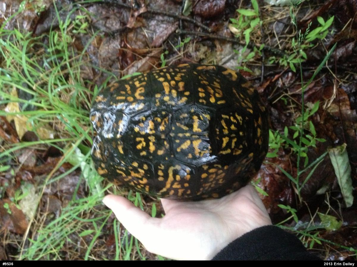 Eastern Box Turtle