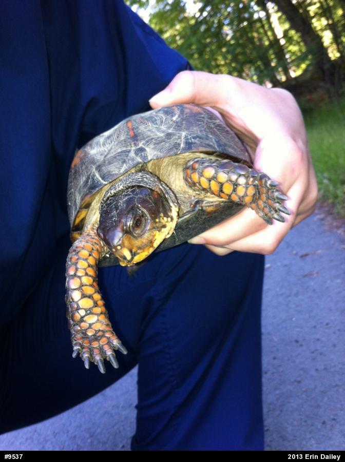 Eastern Box Turtle