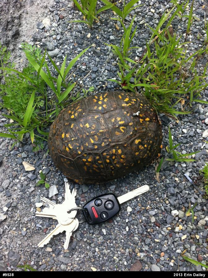 Eastern Box Turtle
