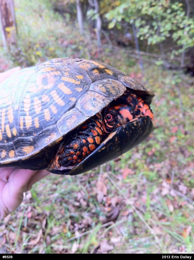 Eastern Box Turtle