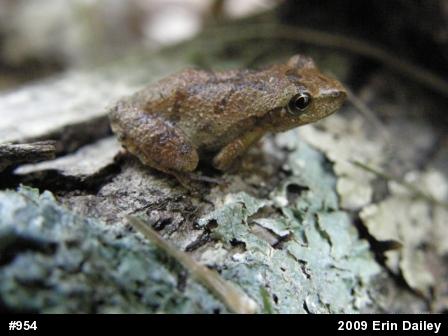 Spring Peeper