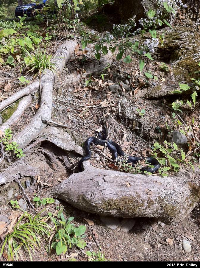 Northern Black Racer