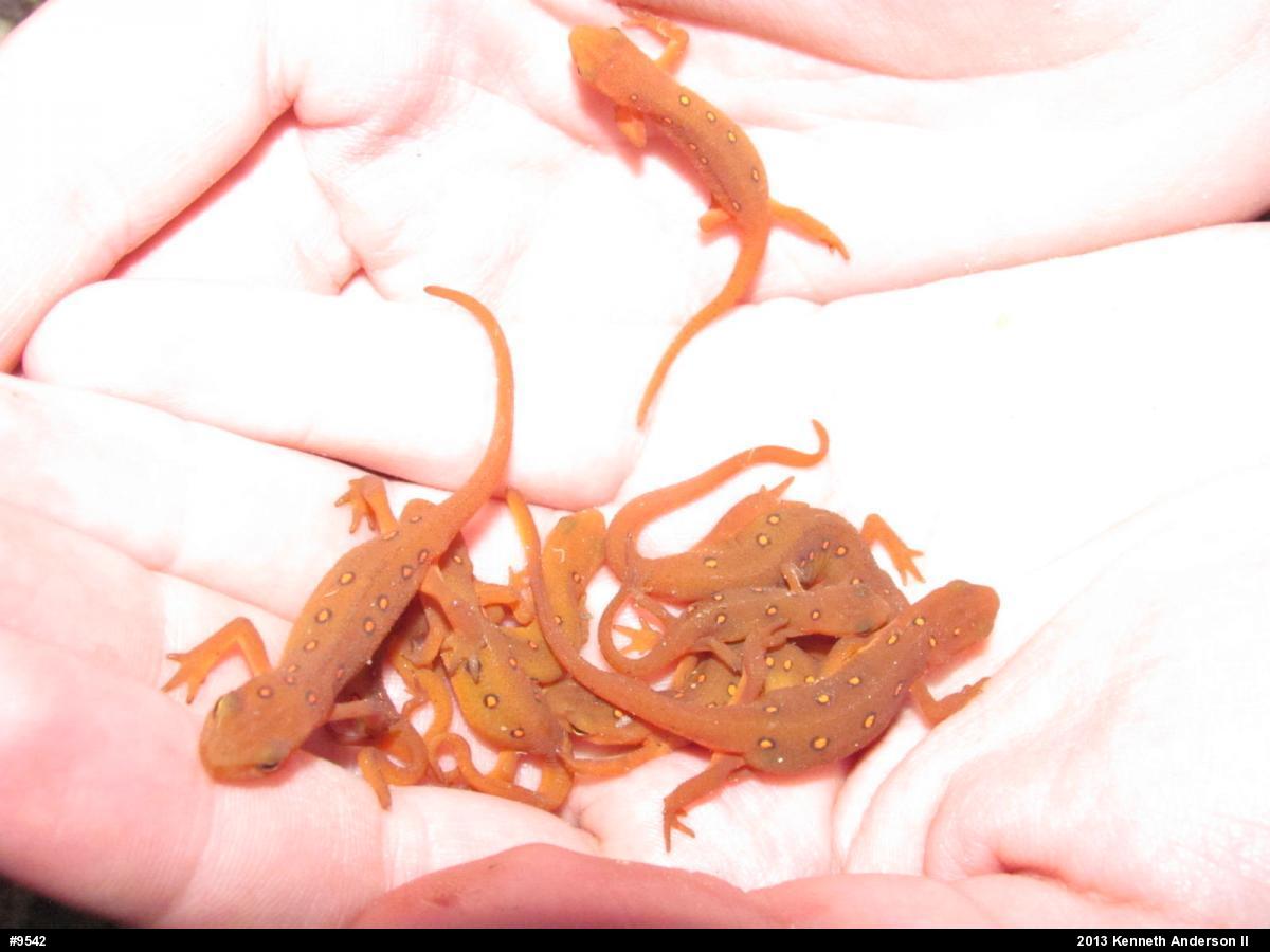 Red-spotted Newt