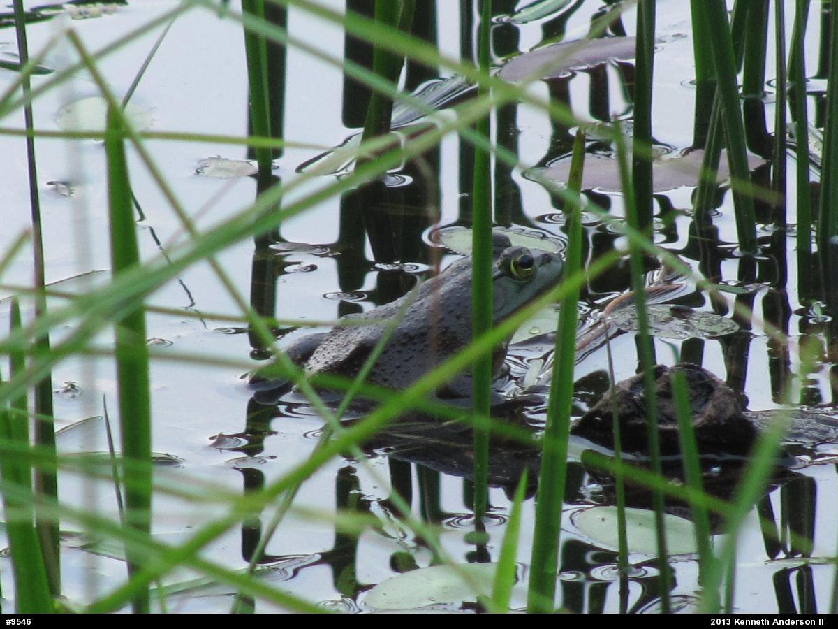 American Bullfrog