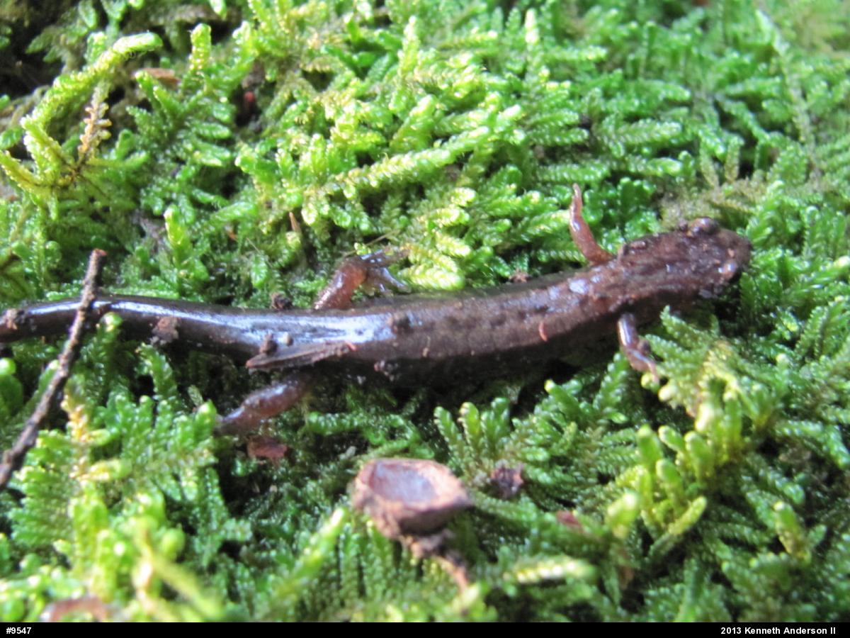 Allegheny Mountain Dusky Salamander