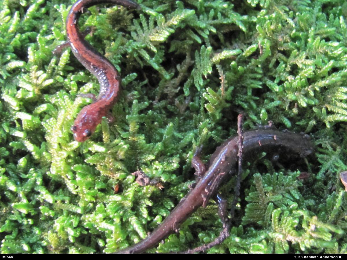 Eastern Red-backed  Salamander