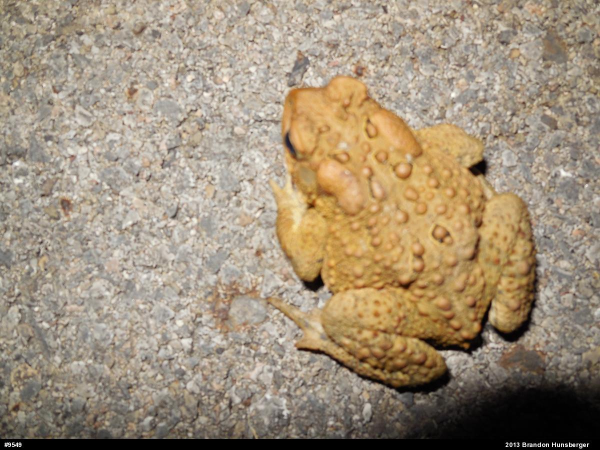 Eastern American Toad