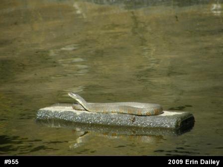 Northern Watersnake