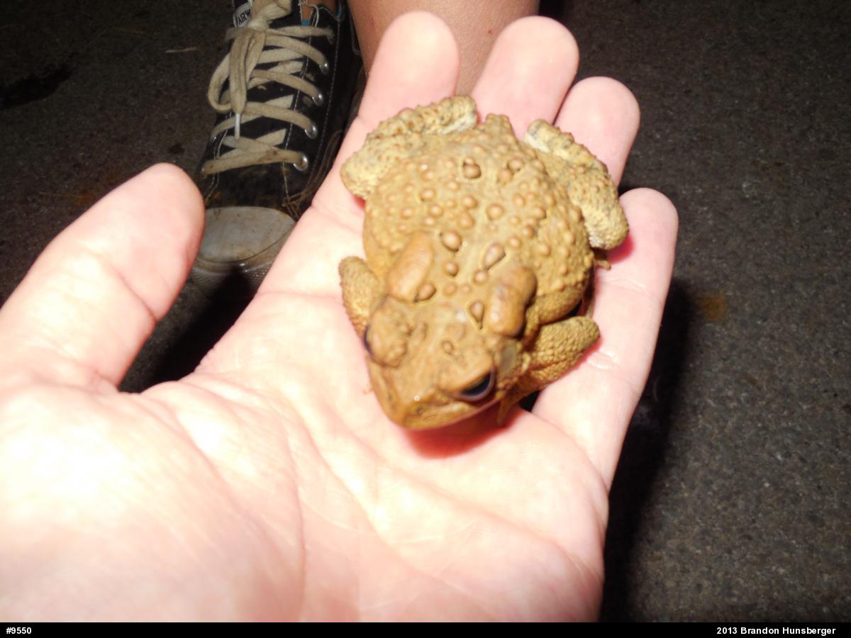 Eastern American Toad